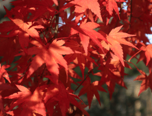 O que é Maple Tree?